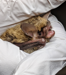 A photograph of the face of a northern long ear bat in rehab at Save Lucy. Photo by L. Sturges