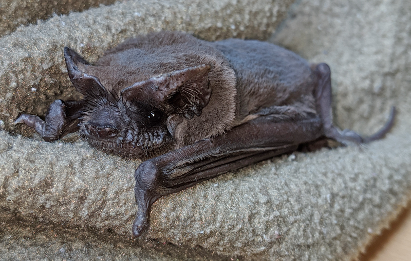 A photograph of a Brazilian freetail bat, names Nog, who is in rehab at Save Lucy.