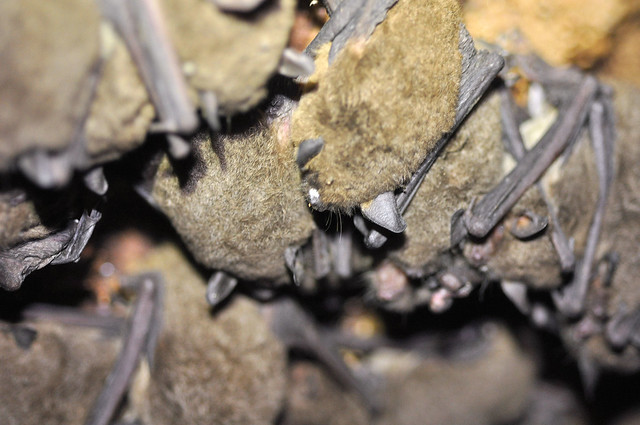 A photograph of gray bats hibernating in a clump (called a cuddle). Photo is taken inside a cave where bats hibernate. Photo by Cory Holliday.