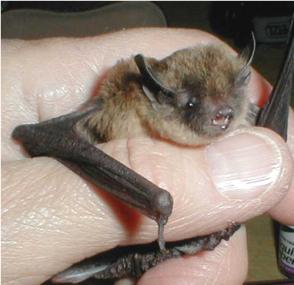  A photograph of a rather worried looking long legged myotis. This bat is being held by a scientist, but PLEASE don't handle any bat with bare hands. Photo courtesy National Park Service 