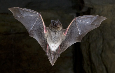 A photograph pf a flying Barbastelle bat