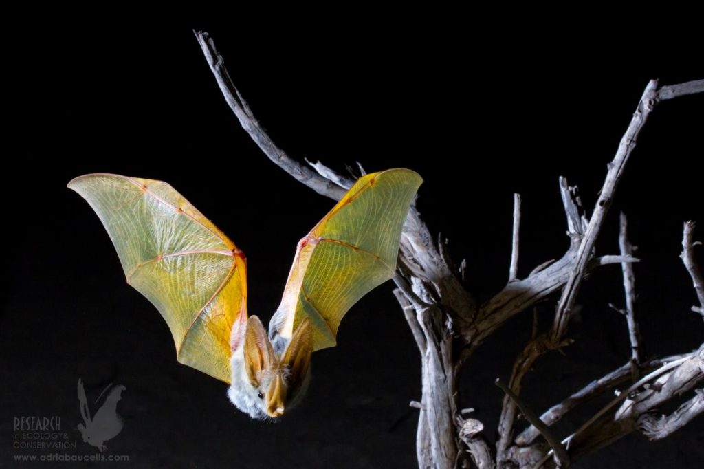 A photograph of a yellow winged bat in flight by ADRIÀ LÓPEZ-BAUCELLS .