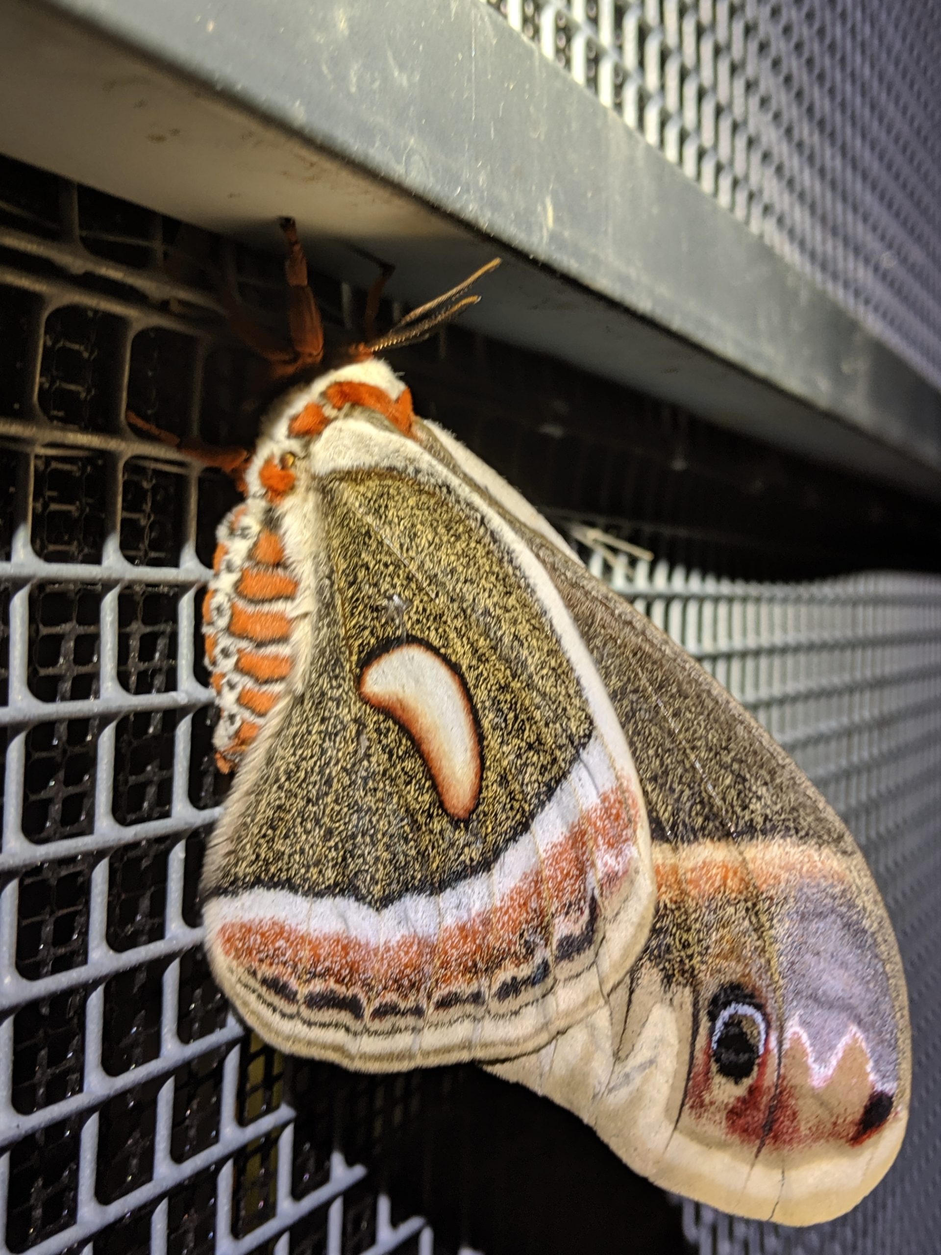 Moth Rescue Moth mufflers - Bat Conservation & Rescue of Virginia
