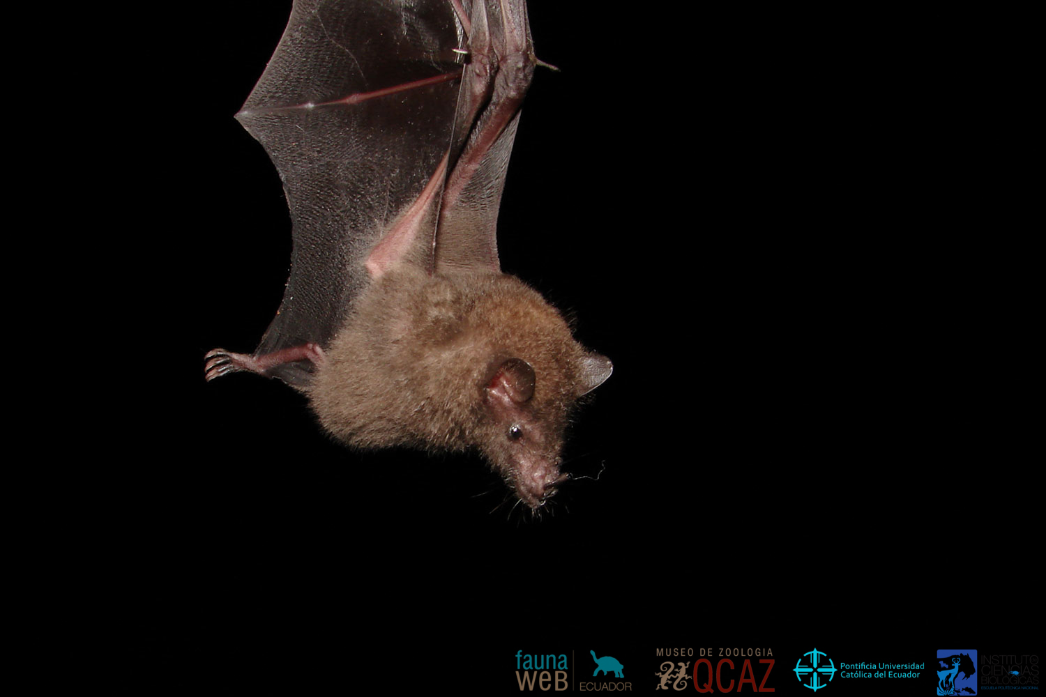 A cute little pollinator Bat Conservation & Rescue of Virginia