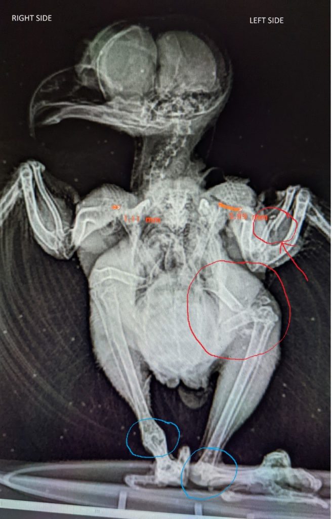 A radiograph of an eastern screech owl showing multiple fractures