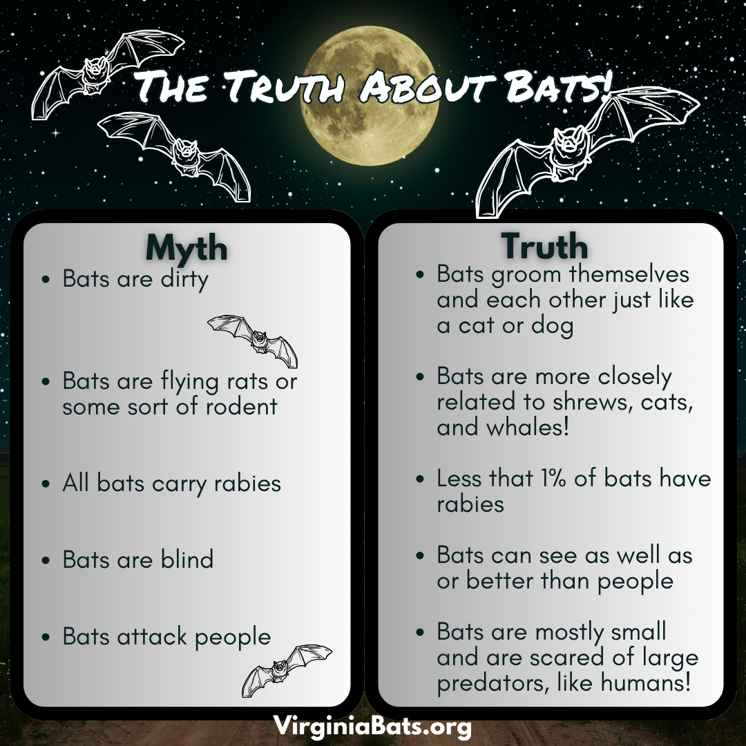Image of Myths vs. Truth about bats {{brizy_dc_image_alt imageSrc=