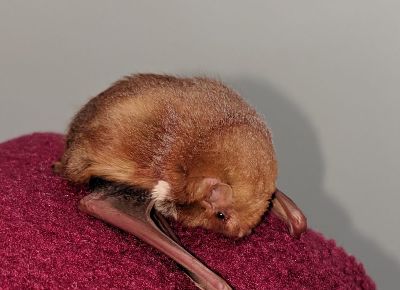 Home Bat Conservation & Rescue of Virginia