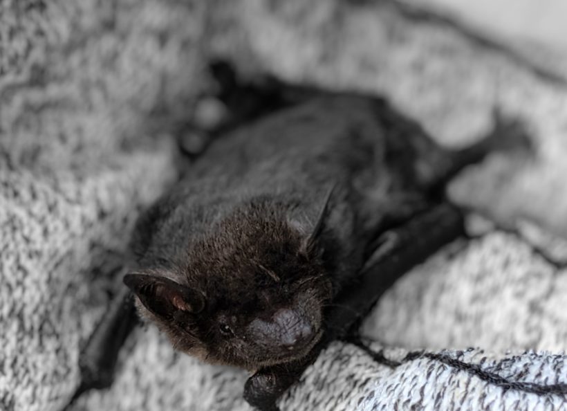 Home Bat Conservation & Rescue of Virginia