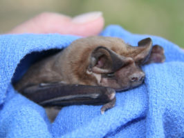 {{brizy_dc_image_alt entityId=