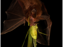 {{brizy_dc_image_alt entityId=