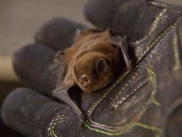 {{brizy_dc_image_alt entityId=