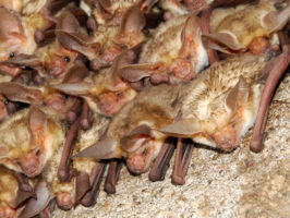 {{brizy_dc_image_alt entityId=