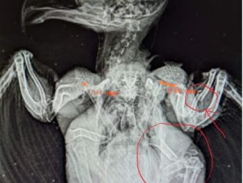 A radiograph of an eastern screech owl showing multiple fractures