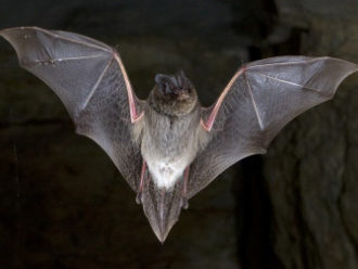 A photograph pf a flying Barbastelle bat