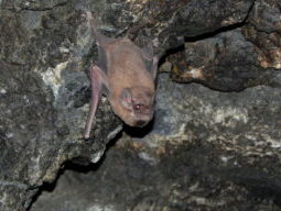 {{brizy_dc_image_alt entityId=