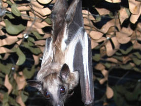 {{brizy_dc_image_alt entityId=