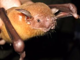 {{brizy_dc_image_alt entityId=