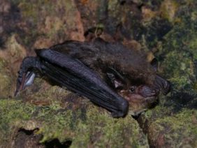 {{brizy_dc_image_alt entityId=