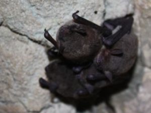 {{brizy_dc_image_alt entityId=