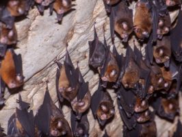 {{brizy_dc_image_alt entityId=