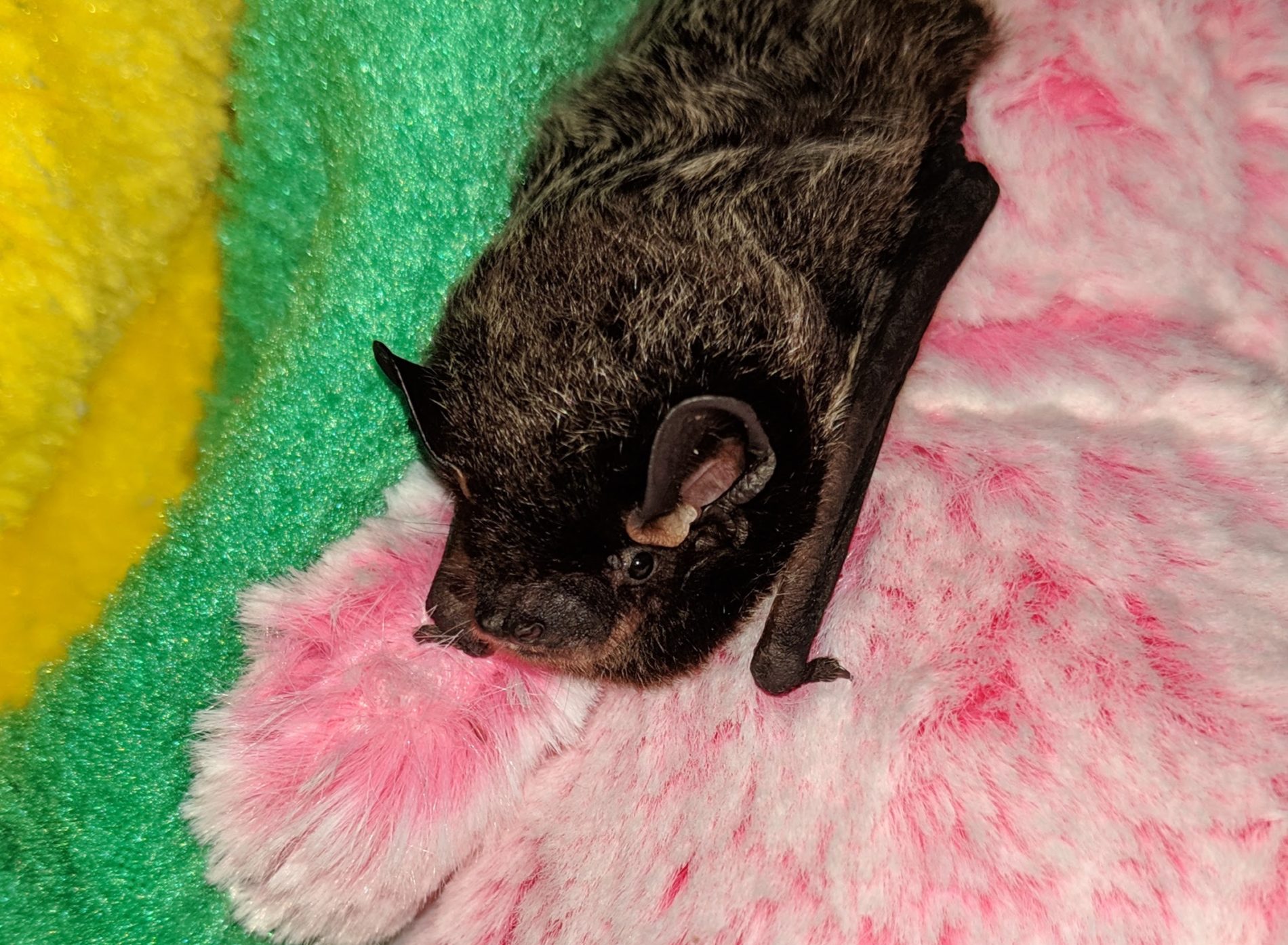 Home - Bat Conservation & Rescue of Virginia