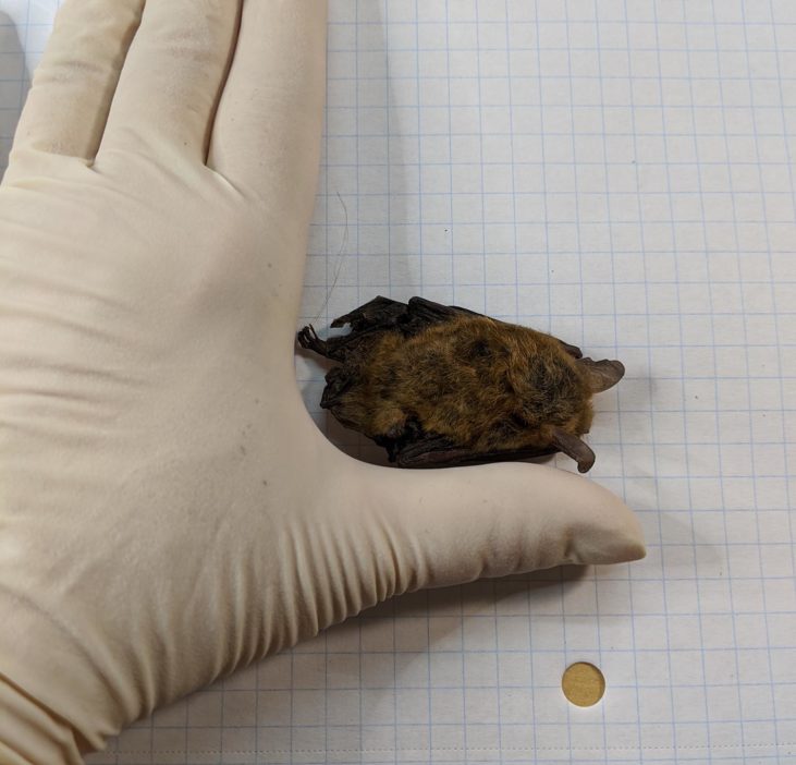 Bat ID Bat Conservation & Rescue of Virginia