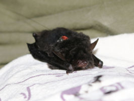 {{brizy_dc_image_alt entityId=