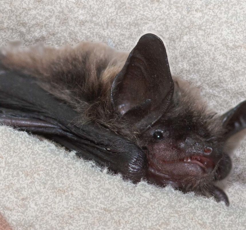 Bat ID Bat Conservation & Rescue of Virginia