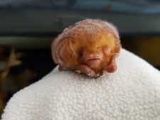 {{brizy_dc_image_alt entityId=