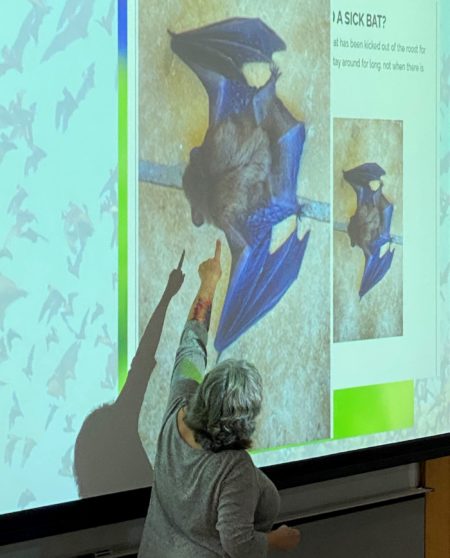 A person points out features of a bat image on a large screen