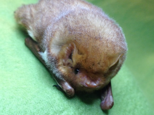 {{brizy_dc_image_alt entityId=