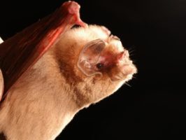 {{brizy_dc_image_alt entityId=