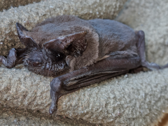 A phoyograph showing the face of a freetail bat