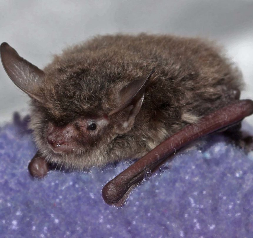Bat ID Bat Conservation & Rescue of Virginia