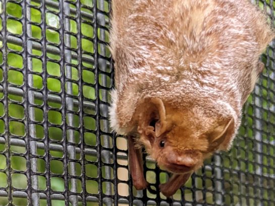 A rescued eastern red bat looks at the camera