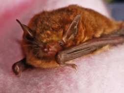 {{brizy_dc_image_alt entityId=