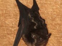 {{brizy_dc_image_alt entityId=