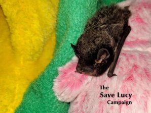 {{brizy_dc_image_alt entityId=