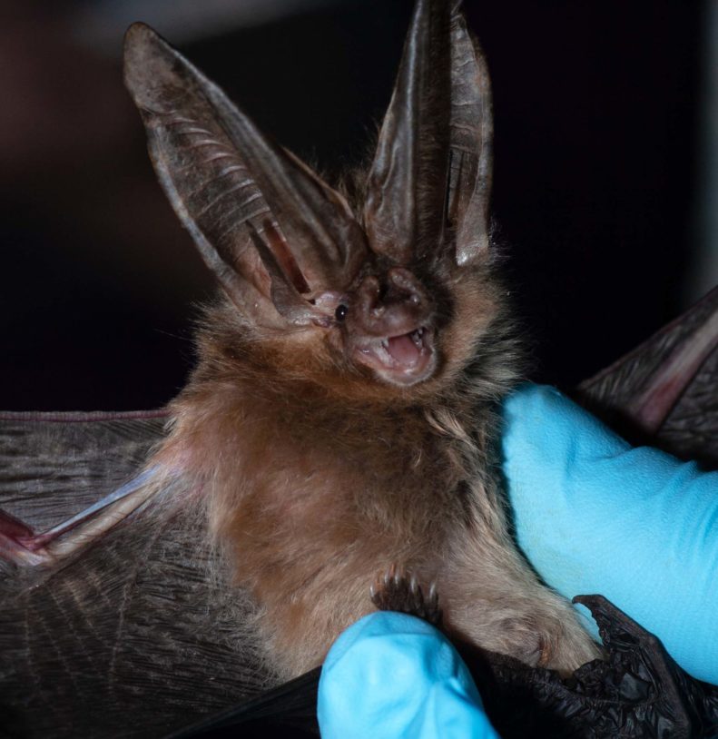 Bat ID Bat Conservation & Rescue of Virginia