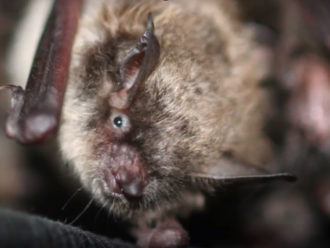 {{brizy_dc_image_alt entityId=