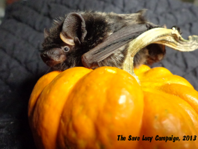 {{brizy_dc_image_alt entityId=