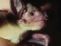 {{brizy_dc_image_alt entityId=