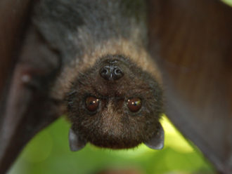 {{brizy_dc_image_alt entityId=