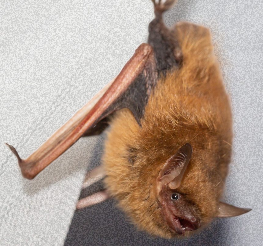 Bat ID Bat Conservation & Rescue of Virginia